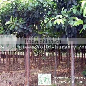 Ficus Altissima thumbnail-1