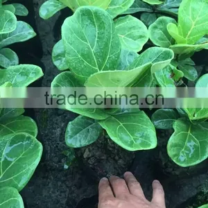 Ficus Lacor thumbnail-4
