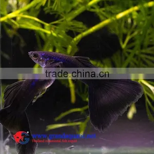 Live Aquarium Fish thumbnail-3