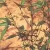 Acalypha Australis P.E. thumbnail-1