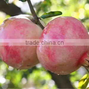 Pomegranate thumbnail-1
