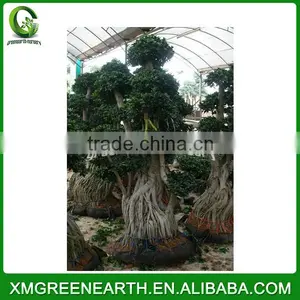 Ficus Microcarpa Multiroots 2-2.5m (1) thumbnail-2