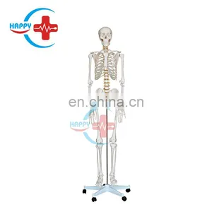 HC-S201 Anatomical Human Actual Size Skeleton Model Life Size Human Skeleton Model thumbnail-1