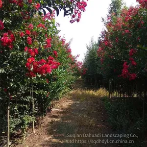 Price of 3-cm Lagerstroemia Indica, Cheap and High Survival Rate thumbnail-3