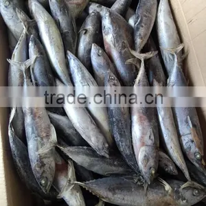 Top Sales Frozen Bonito Tuna Fish Auxis Thazard Bullet Tuna thumbnail-2
