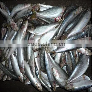 Frozen Fresh Small Sardine Whole Round thumbnail-1