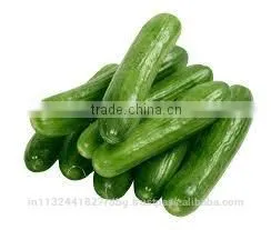 Fresh Cucumber India/cucumber Exporter From India/english Cucumber thumbnail-1
