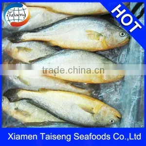 Fresh Frozen Whole Yellow Croaker Fish thumbnail-1