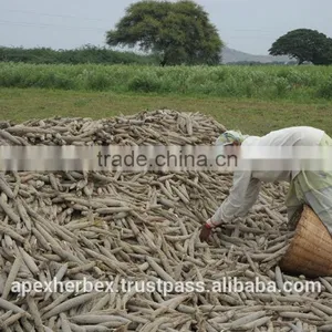 Green Millet Food Grade / Green Millet Feed Grade / Millet Green thumbnail-5