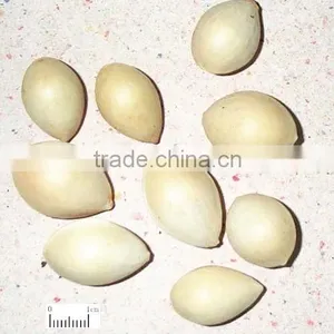Yin Xing Dried Ginkgo Fruits Ginko Biloba thumbnail-4