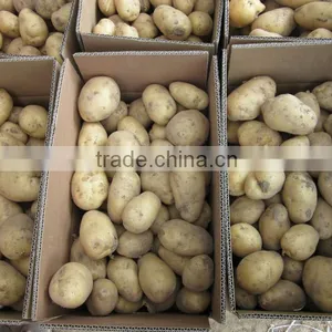 250G Size of 10KG Fresh Holland Potato thumbnail-5