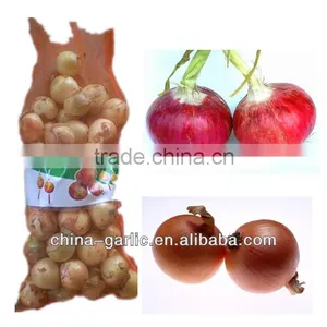 Want to Buy Onion in 2013 thumbnail-1
