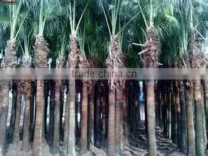 Palm Trees Livistona Chinensis (Jacq.) R. Br thumbnail-4