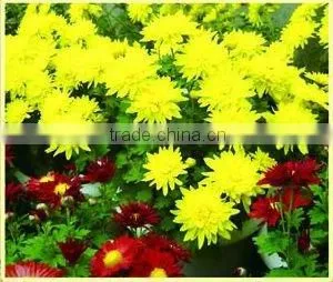 Chrysanthemum Chinese Herb Medicines thumbnail-1