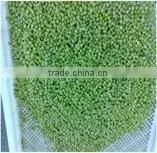 Frozen Peas thumbnail-1