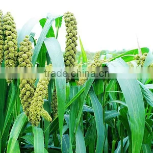 Excellent High Quality Chemical Raw Material High High High thumbnail-3