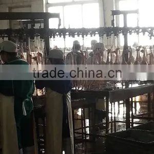 Chicken /broiler Slaughter House 500bph/1000bph/4000bph thumbnail-3