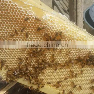 2017 Hot Sale Food Grade Automatic Honey Flow Bee Hive Frame thumbnail-5