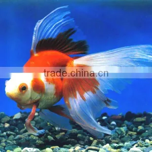 Automatic Floating Fish Food Machie/processing Line With CE 86-15553158922 thumbnail-6