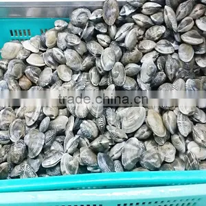 Frozen Boiled Baby Clam Size 21-30 thumbnail-3