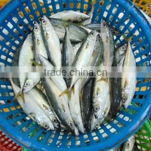 Frozen Pacific Mackerel Fish Newest thumbnail-5