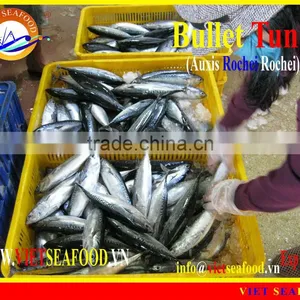FROZEN BULLET TUNA W/R thumbnail-1