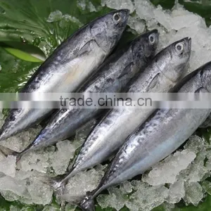 Shishi Zhengyuan Aquatic Frozen Bonito W/R thumbnail-4