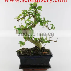 Ligustrum 15cm Art thumbnail-1
