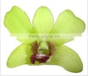 Thailand Top Quality D-015 Dendrobium Burana Jade Orchid thumbnail-1