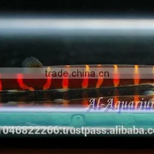 Giant Coolie Loach Fish / Aquarium Fish Farm thumbnail-6