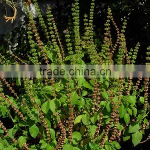 Ocimum Sanctum Extract thumbnail-3