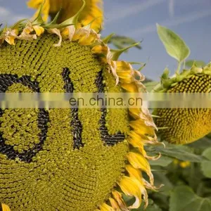 Hydraulic Oil Sunflower Oil Olive Oil Pressing Machine Cold & Hot Pressing Machine thumbnail-2