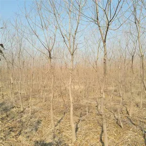 6 - Centimeter Chinese Tallow Trees, Cheap Price, Guaranteed Survival Rate thumbnail-2
