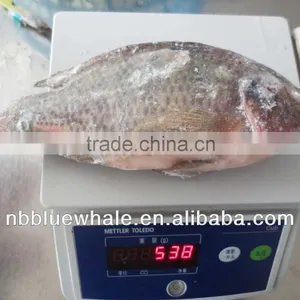 Tilapia thumbnail-2