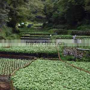 Wasabi Powder High Quality Factory Price thumbnail-2