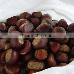 Chinese Chestnuts for Sale thumbnail-1