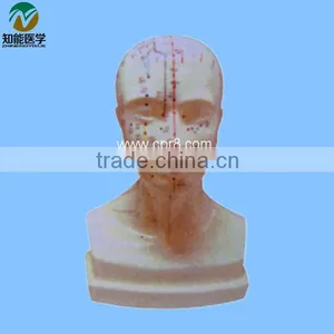 Head Acupuncture Model Life Size BIX-Y1013 thumbnail-1
