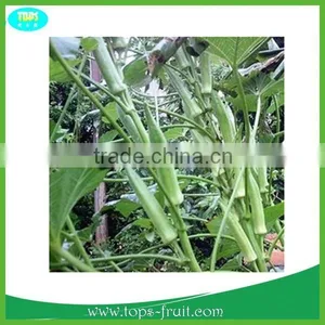 Fresh Okra 2015 New Crop thumbnail-1