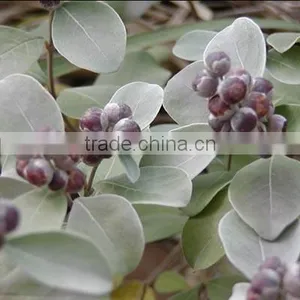 Chasteberry Extract thumbnail-1