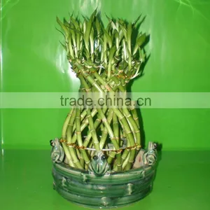 Vase Shape Lucky Bamboo Air Bonsai Tree Dracaena Sanderiana Indoor Ornamental Aquatic Water Plants Nursery Garden Decoration thumbnail-5