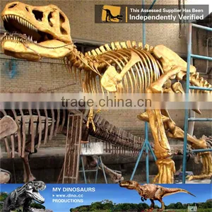 MY Dino-C076 Museum Educational Flexible Skeleton thumbnail-3