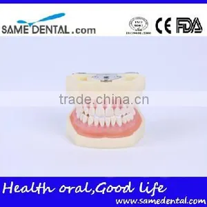 Detachable Dentition Model for School Education Dental Model thumbnail-1