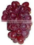 FRESH GRAPE thumbnail-1