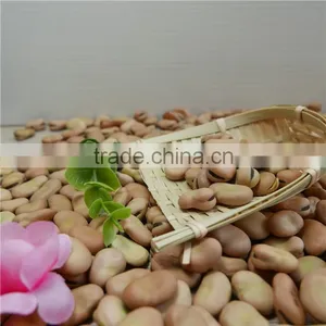 High Quality Yellow Broad Beans / Faba Beans / Fava Beans for Canning Food thumbnail-3