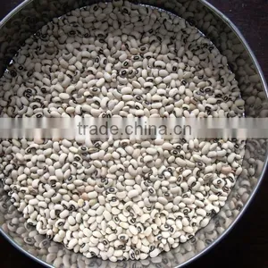 New White Cowpeas thumbnail-1