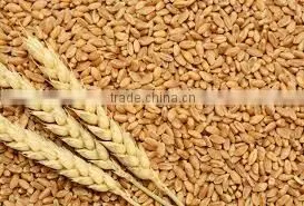 Soft Milling Wheat thumbnail-6