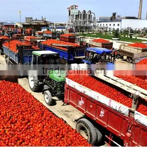 Tomato Paste With Good Quality Fresh Tomato Paste thumbnail-4
