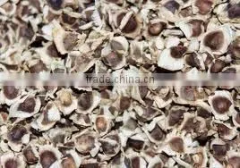 Moringa Seeds thumbnail-1
