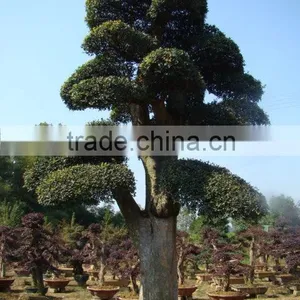 Landscaping and Outdoor Bonsai Usage Chinese Ulmus Pulila thumbnail-1