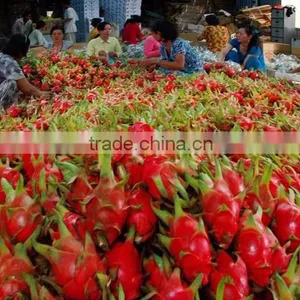 Frozen White or Red Dragon Fruit thumbnail-1